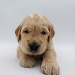 Golden Retriever Puppies from Wild Hearts Goldens