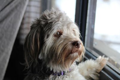 Havanese with purple collar on stares out a window