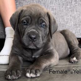 Yellow collar female - Gray brindle female Cane Corso puppy in Atlanta, Georgia from Cane Corso’s of Atlanta