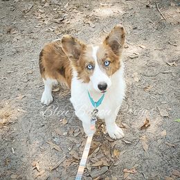 Boy 2 - Blue merle and white male Cardigan Welsh Corgi puppy in Natchitoches. La, Louisiana from Bleu Bayou Corgis