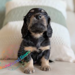 Barney - Black and cream male Dachshund puppy in Peyton, Colorado from Dachshund Universe