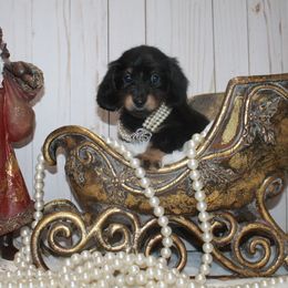 Ellie - Black and cream female Dachshund puppy in Collins, Georgia from Liberty Longhair Dachshunds