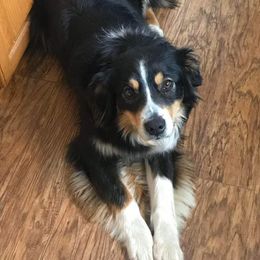 Ava - Australian Shepherd