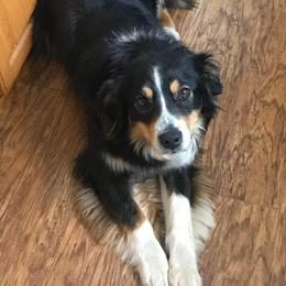 Ava - Australian Shepherd