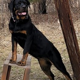 Dachshunds, French Bulldogs, and Rottweilers from Rott'N'Frenchies
