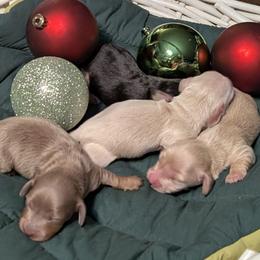 Dachshund Puppies from Goldie Girls Ranch Dachshunds