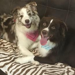 Australian Shepherds from Willow's Love