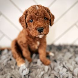Goldendoodle Puppies from Goldendoodle Utah