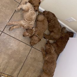 Double Doodle, Goldendoodle, Labradoodle, and Poodle Puppies from Amore Doodles & Poodles
