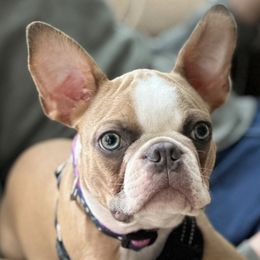 Boston Terriers from Koch's Boston Terriers