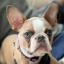 Boston Terriers from Koch's Boston Terriers