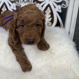 Goldendoodle and Poodle Puppies from Northern Heart Standards