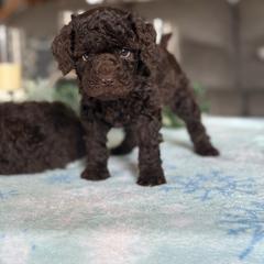 Mini labradoodle Lottie - Chocolate female Double Doodle puppy in Millersburg, Ohio from T Sanctum