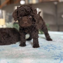 Mini labradoodle Lottie - Chocolate female Double Doodle puppy in Millersburg, Ohio from T Sanctum