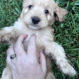 Cooper with training - Red male Cockapoo puppy in Boonville, North Carolina from Doods & Dolls