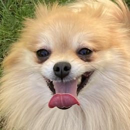 Mani - Pomeranian