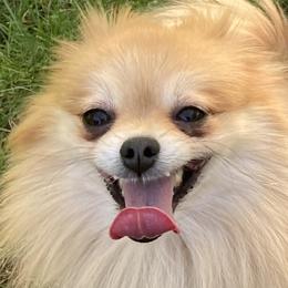 Mani - Pomeranian