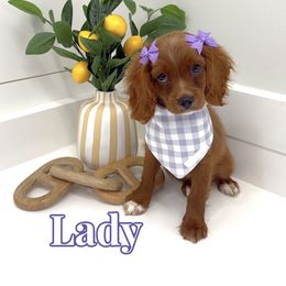 Lady - Red female Cavapoo puppy in Buford, Georgia from Petite Posh Puppies