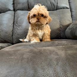 Oakley - Gold and white female Shih Tzu puppy in Running Springs, California from Amanda's Shih Tzus