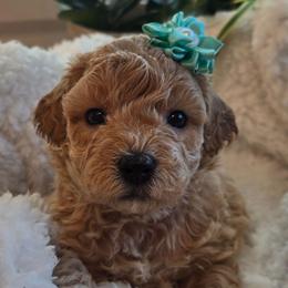 Aqua Collar- Azure - Cream female Assorted Doodle Crosses puppy in Upland, California from IDREAMOFPUPPIES