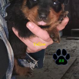 Yellow - Black and mahogany female Rottweiler puppy in Tangent, Oregon from Raya's Royals
