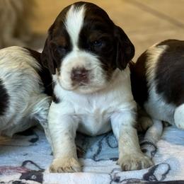 Boy 2 - Tri-Roan male English Springer Spaniel puppy in Fairfield, California from Goldridge Springers