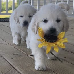 Golden Retriever Puppies from Reel Ridge Farm