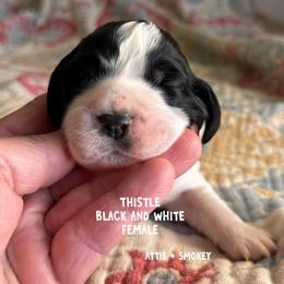 Thistle - Black and white female English Springer Spaniel puppy in Tupalo, Mississippi from Butterfield Trail Farm