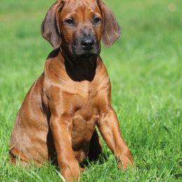 Rhodesian Ridgeback Puppies from Supernova Ridgebacks