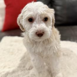 Yellow girl. Bingo - Parti female Goldendoodle puppy in Twin Falls, Idaho from Magic Valley Family Doodles