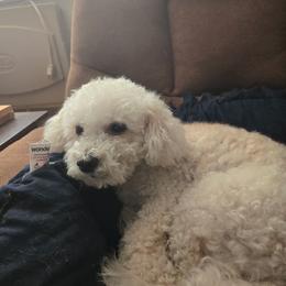 Snowflake - Poodle