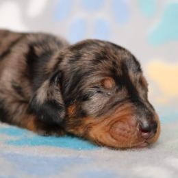 No Mark Dapple Male - Dapple male Dachshund puppy in Red Bud, Illinois from Midwest Miniature Dachshunds