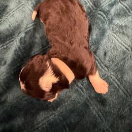 Socks - male Australian Mountain Doodle puppy in Snook, Texas from Snook Acres Doodles