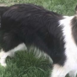 Collie All Grown Up from Rheign Collies