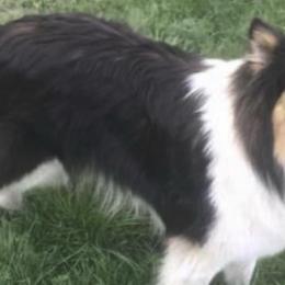 Collie All Grown Up from Rheign Collies