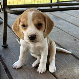 PENDING - Honeys Red - Red black and white female Beagle puppy in Brownsville, Oregon from Beagles on the Run