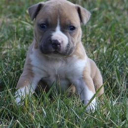 Rita - Blue fawn female American Staffordshire Terrier puppy in Guilford County, North Carolina from Explicit Kennel