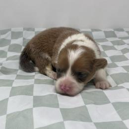 Mocha (sable bluie fluffy) - Sable female Pembroke Welsh Corgi puppy in Waco, Texas from The Comma Corgis