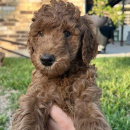 Boykin Spaniel and Goldendoodle Puppies from Double Shot Boykins