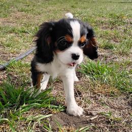 Damian - Cavalier King Charles Spaniel