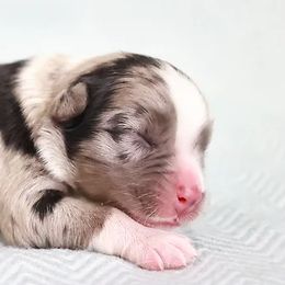 Miniature American Shepherds and Miniature Australian Shepherds from Maple Grove Mini Aussies