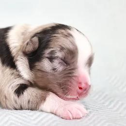Miniature American Shepherds and Miniature Australian Shepherds from Maple Grove Mini Aussies