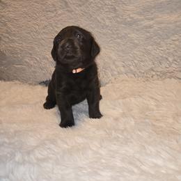 Girl 5 - female Labrador Retriever puppy in Hartley, California from Mathew's Labradors