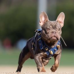 Grenade - French Bulldog