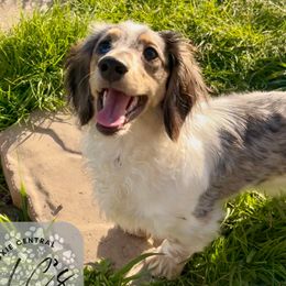 Rosie - Dachshund