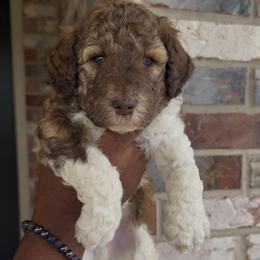 Nutmeg - Sable male Bernedoodle puppy in Richmond, Texas from Harper’s Heartbeats