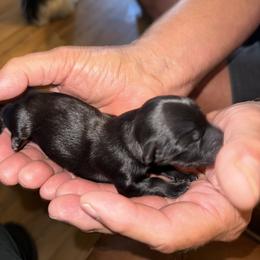 Bullet - Black male Havanese puppy in Hudson, New York from Havanese of Claverack and Hudson Valley Labradors