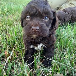 Bluey - with training - Brown and white male Cockapoo puppy in Boonville, North Carolina from Doods & Dolls