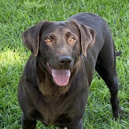 Reese - Labrador Retriever