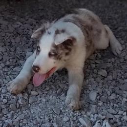 Border Collie Puppies from Bond Border Collies